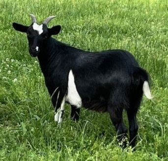 Available Goats - Great Oaks Farm Landrum, South Carolina